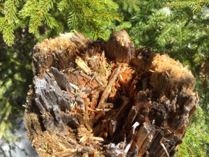 A baby tree growing inside a dead tree. Tree-ception!