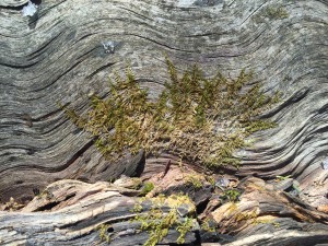 Very cool fallen wavy tree.