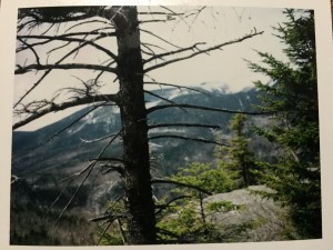 Squedge Polaroids & Pictures